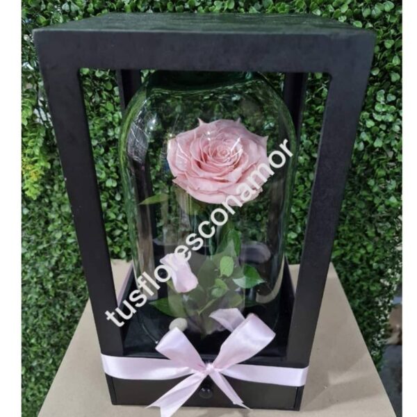 Estuche con rosa eterna